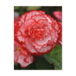 Begonia Post Card