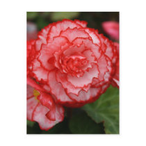 Begonia Post Card