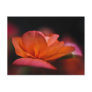 Begonia