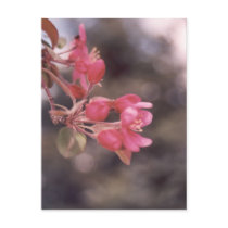 Begonia Postcards