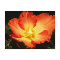 Begonia Postcard