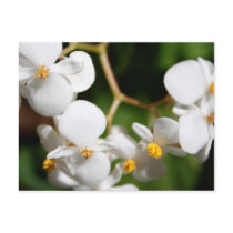 Begonia Post Card