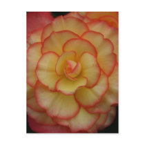Begonia Postcard