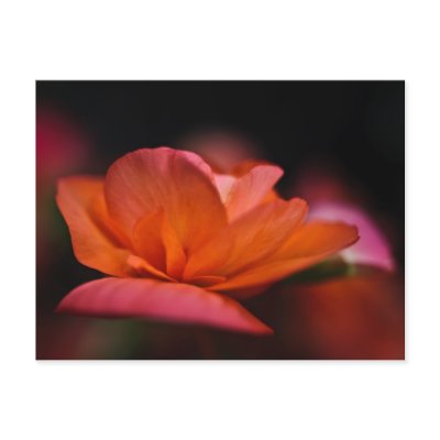 Begonia by AnnieKitzman