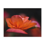 Begonia postcards