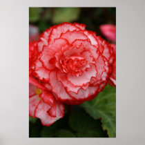 Begonia Posters