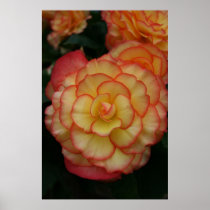 Begonia Poster