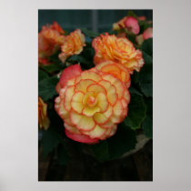 Begonia Posters