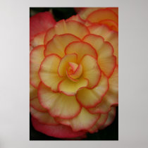 Begonia Posters