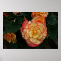 Begonia Poster