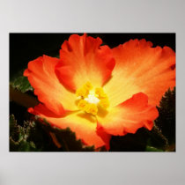 Begonia Posters & Prints