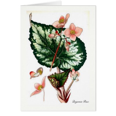 Begonia Rex by Botany_Boy
