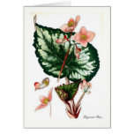 Begonia Rex cards