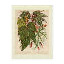 Begonia rex postcards