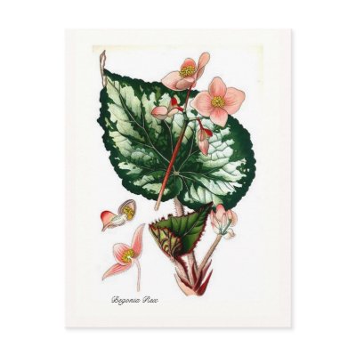 Begonia Rex by Botany_Boy