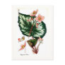 Begonia Rex