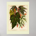 Begonia rex posters