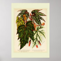 Begonia rex posters