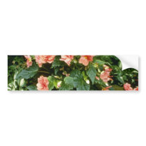 Begonia Tuberosa (Tuberous-Rooted Begonia) Bumper Sticker