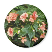 Begonia Tuberosa (Tuberous-Rooted Begonia) Magnets