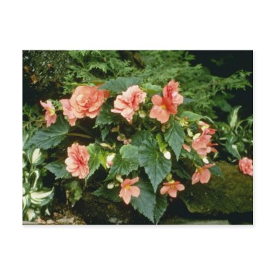 Begonia Tuberosa (Tuberous-Rooted Begonia) Post Cards by blueyellowtube