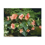 Begonia Tuberosa (Tuberous-Rooted Begonia) postcards