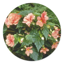 Begonia Tuberosa (Tuberous-Rooted Begonia) Round Stickers