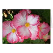 Begonias2