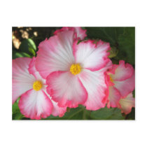 Begonias2