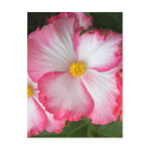 Begonias2
