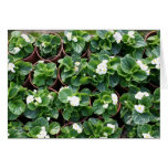 Begonia's at Taipei City Government Nursery Greeting Cards