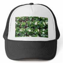 Begonia's at Taipei City Government Nursery Hat