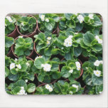 Begonia's at Taipei City Government Nursery Mouse Mat