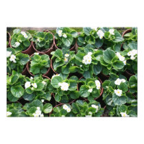 Begonia's at Taipei City Government Nursery Photographic Print