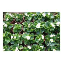 Begonia's at Taipei City Government Nursery Photographic Print