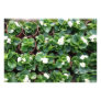 Begonia's at Taipei City Government Nursery Photographic Print