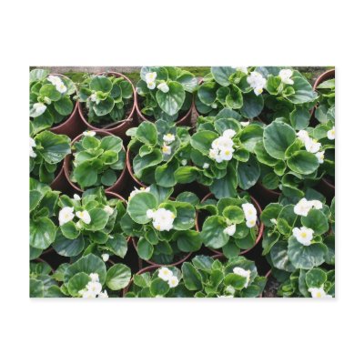 Begonia's at Taipei City Government Nursery Postcard by photoslot