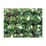 Begonia's at Taipei City Government Nursery postcards