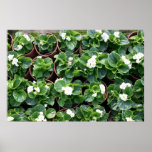 Begonia's at Taipei City Government Nursery Poster
