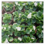 Begonia's at Taipei City Government Nursery Tile