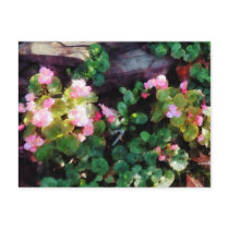 Begonias By Stone Wall Postcards