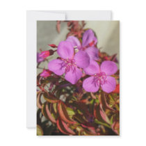 Begonias invitation, customize