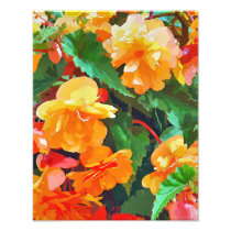 BEGONIAS