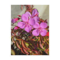 Begonias postcard, customize