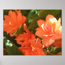 Begonias Poster Prints