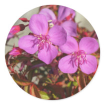 Begonias stickers