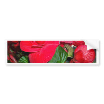 BEGONIE III BUMPER STICKER