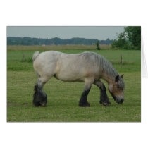 Belgian Draught   Horse-colour grey grazing