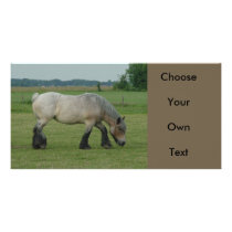 Belgian Draught   Horse-colour grey grazing