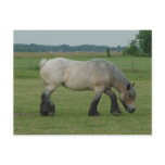 Belgian Draught   Horse-colour grey grazing